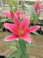 [4295 Night Fever DJ No02.JPG]